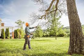 Best Tree Trimming and Pruning  in Colma, CA